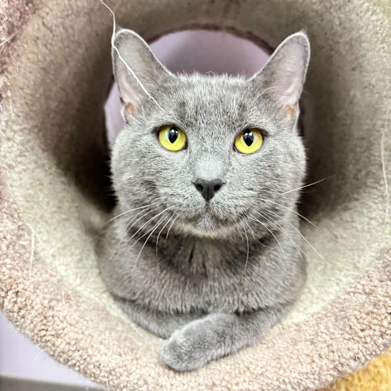 Chartreux