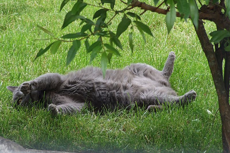 Chartreux