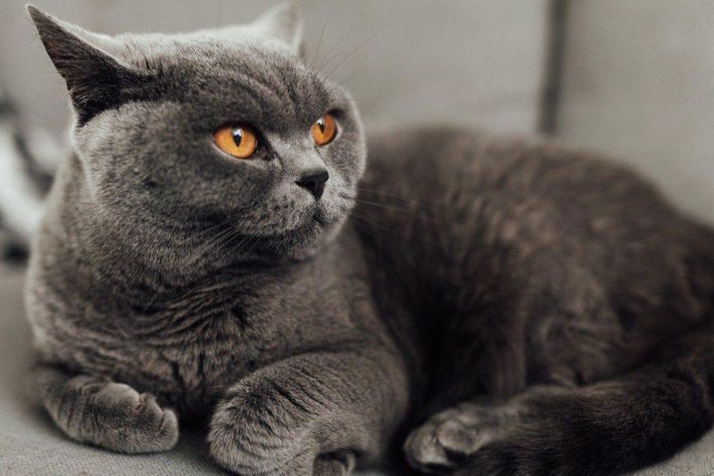 Chartreux