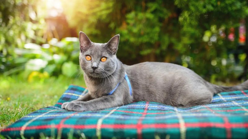 Chartreux