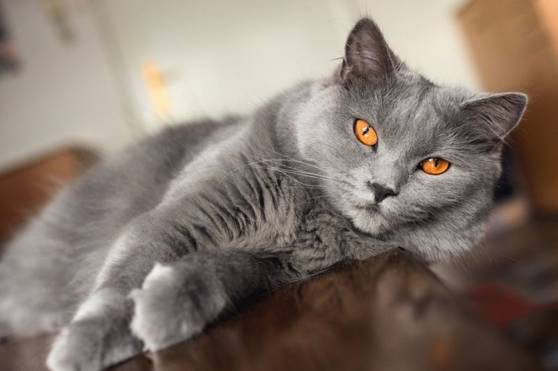 Chartreux
