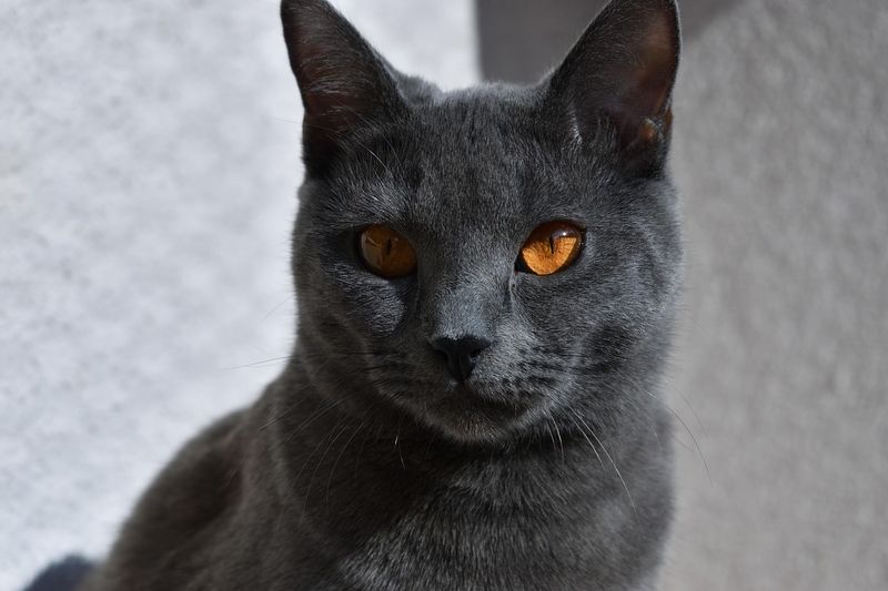 Chartreux