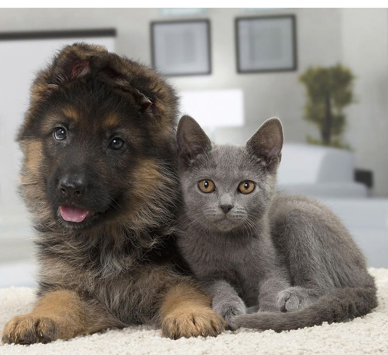 Chartreux