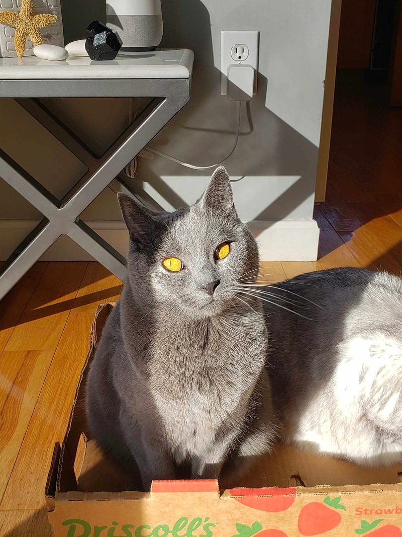 Chartreux