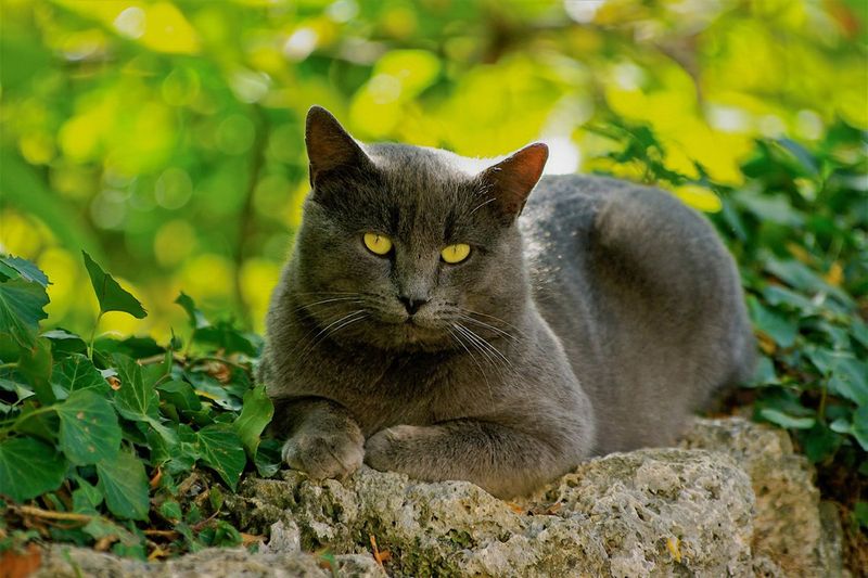 Chartreux