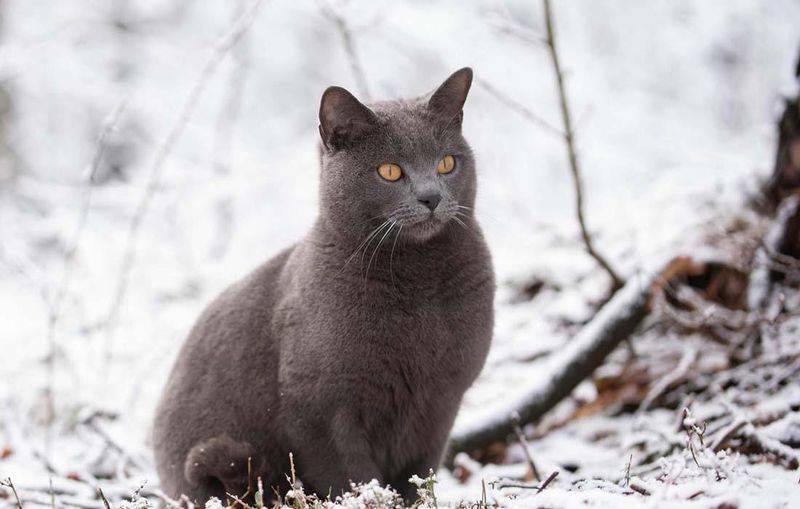 Chartreux
