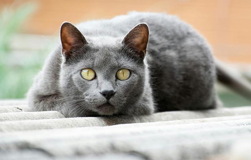 Chartreux