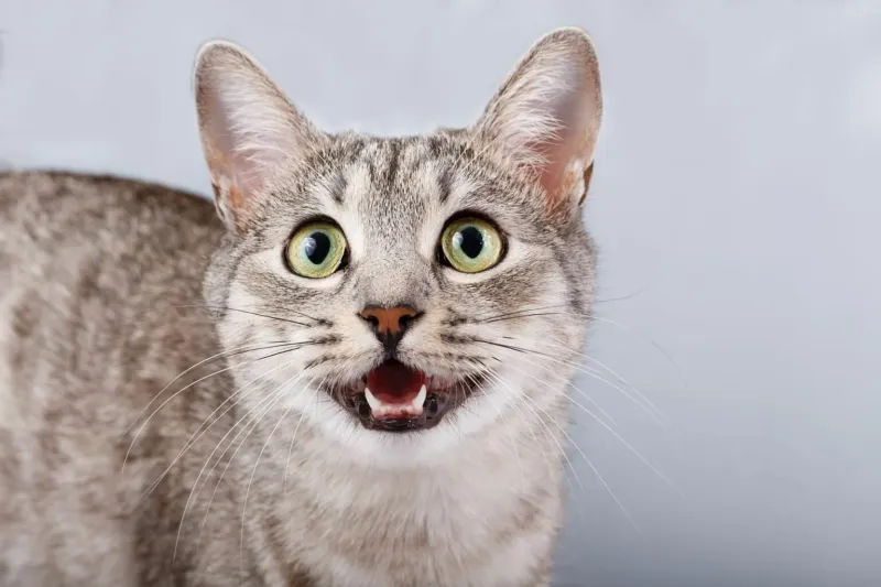 Chatty Greetings When You Return Home