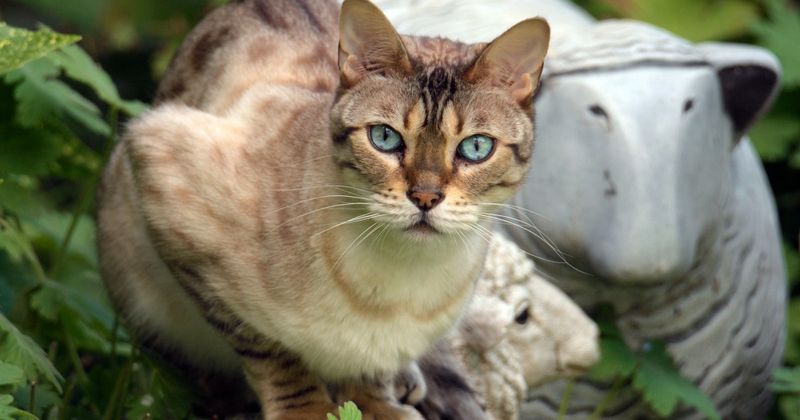 Chausie