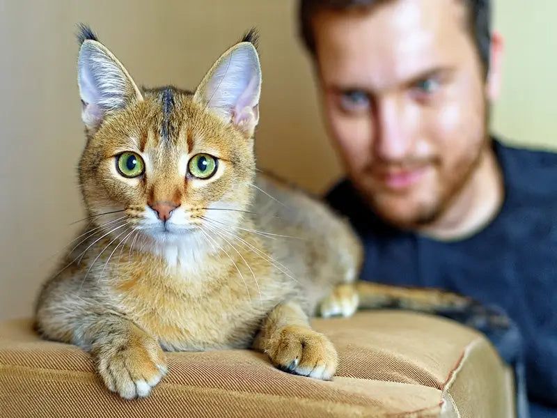 Chausie