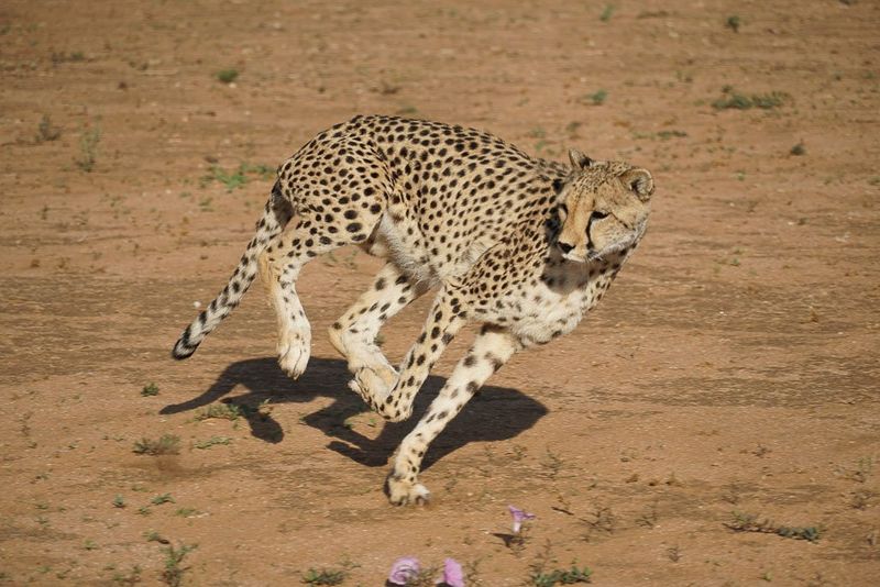 Cheetah