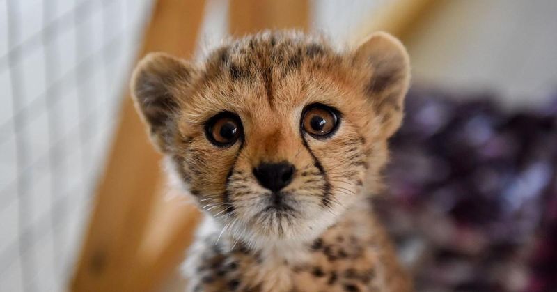 Cheetah