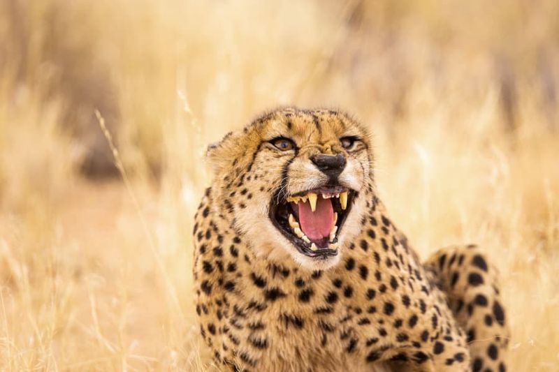 Cheetah