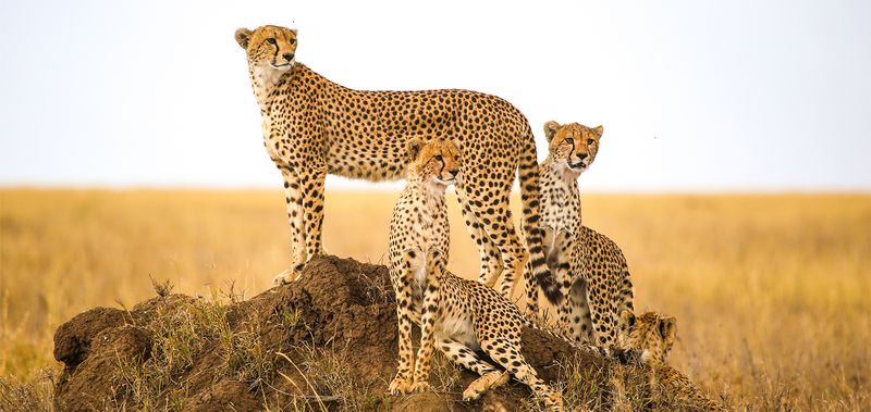 Cheetah: Sprinting Sovereign