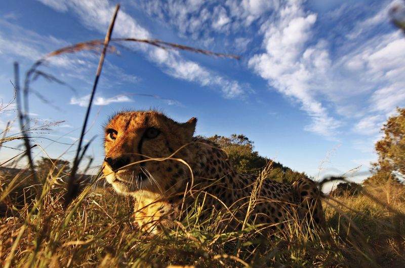 Cheetah