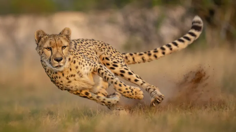 Cheetah