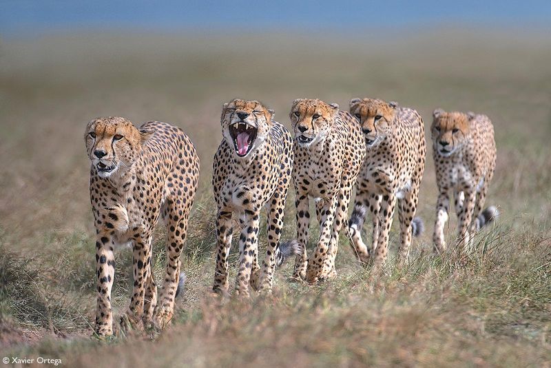 Cheetahs (Acinonyx jubatus) – Africa