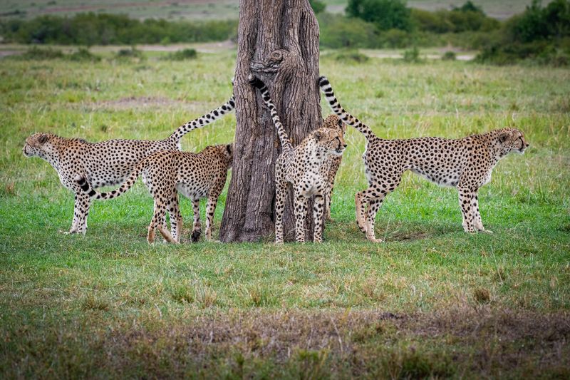 Cheetahs: Speedy Strategists