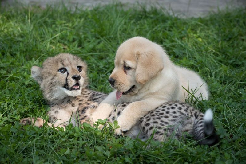 Cheetahs