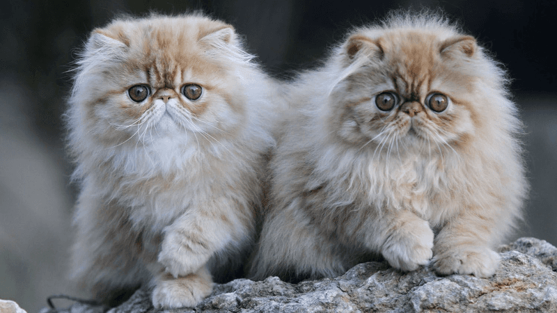 Child-Friendly Felines: Persian Cats and Kids