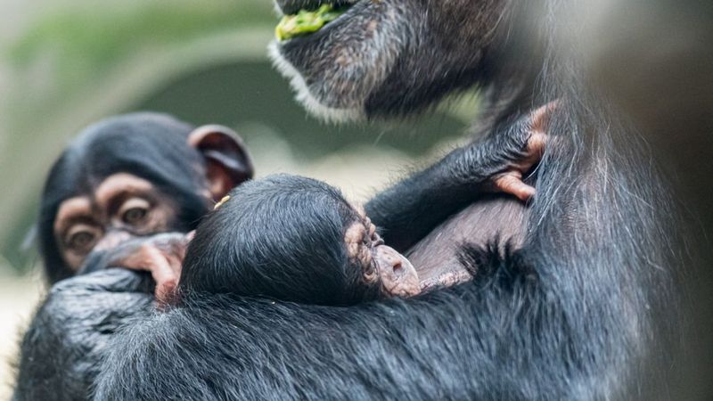 Chimpanzees Demonstrate Human-Like Adoption