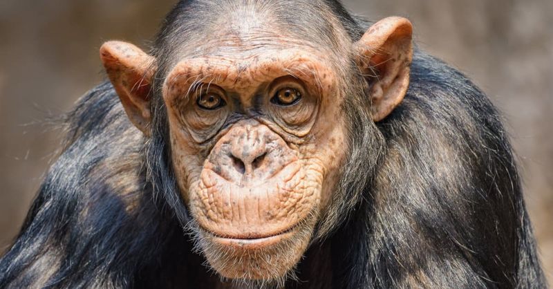 Chimpanzees