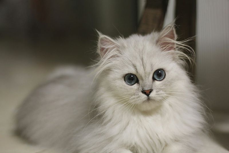Chinchilla Persian: Shimmering Silver Royalty