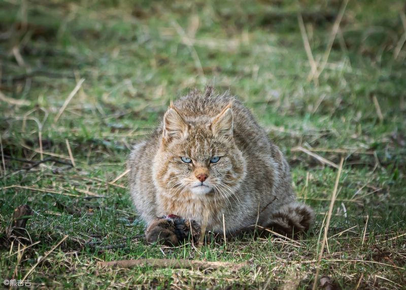 Chinese Mountain Cat