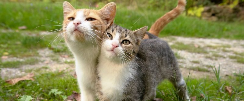 Chirps and Trills Just for You
