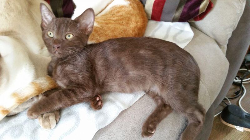 Chocolate Tabby