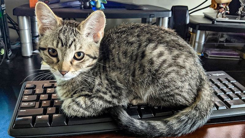 Choosing Pet-Friendly Remote Work Options