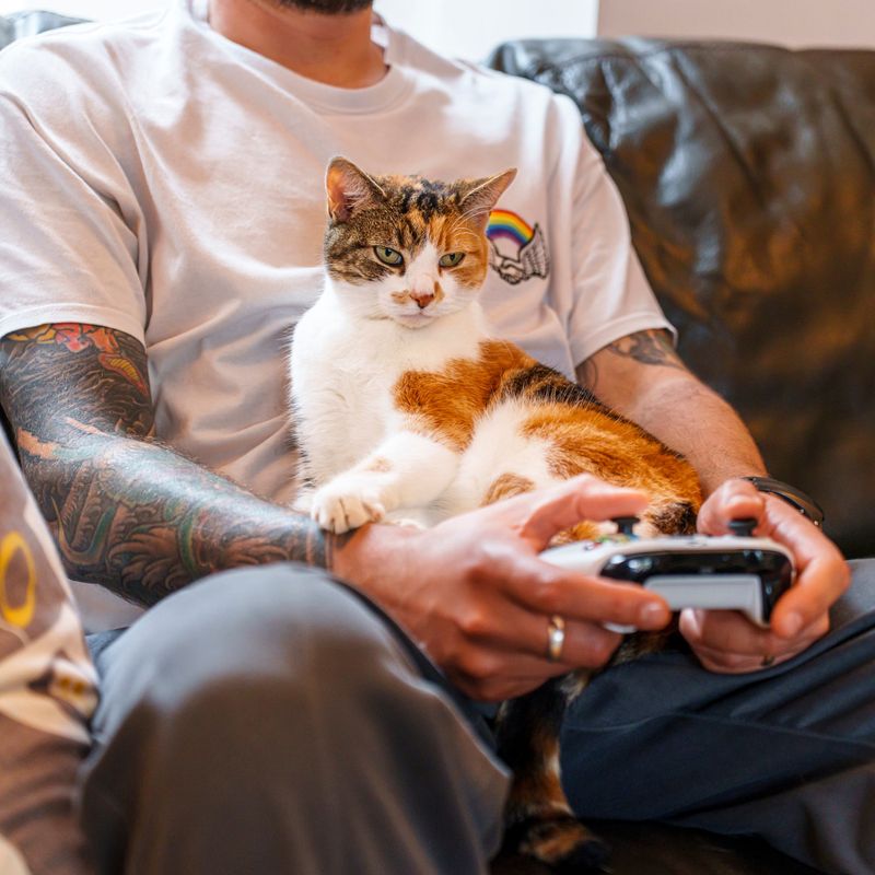 Choosing Your Lap Over The Comfy Cat Bed