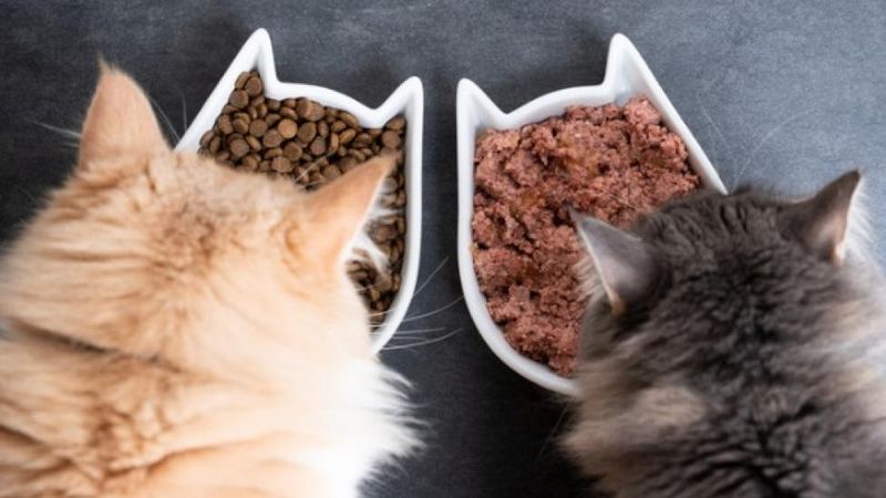 Choosing the Right Adult Food