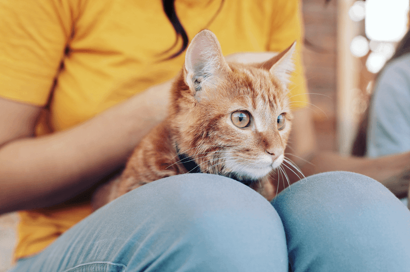 Claiming Your Lap At Unusual Times
