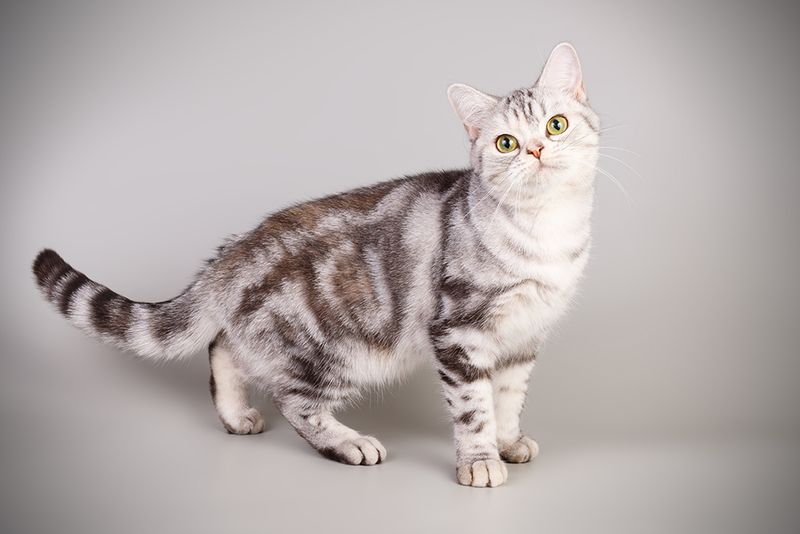 Classic (Blotched) Tabby