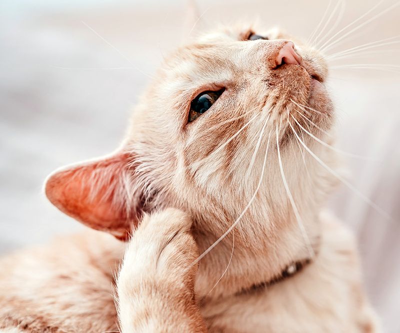 Clean Ears