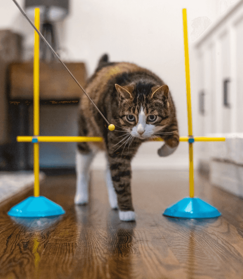 Clicker Training Sessions