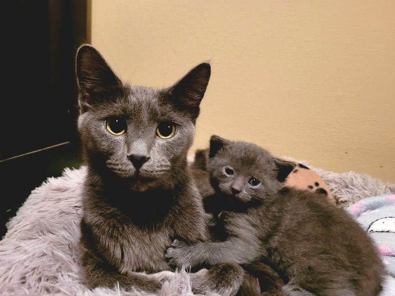 Clinging to Mother Often