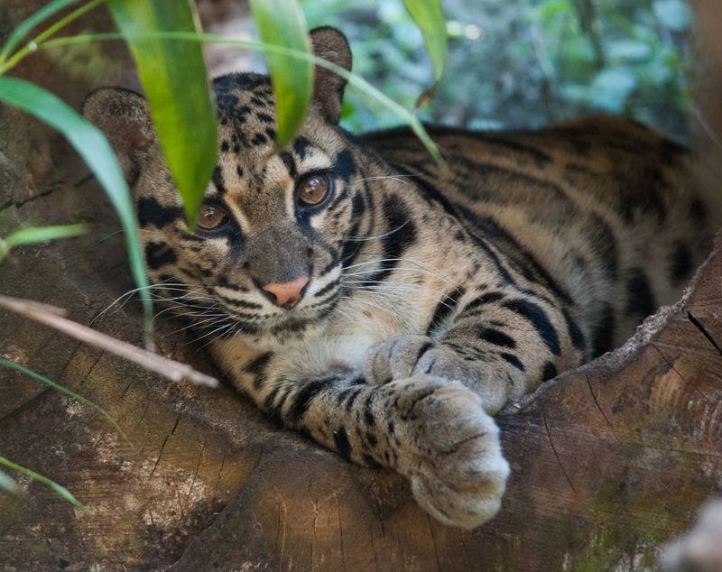Clouded Leopard