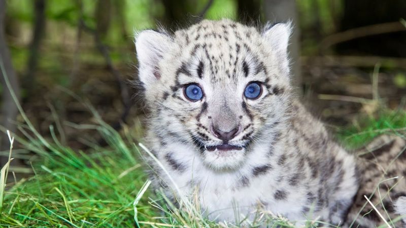 Clouded Leopard's Azure Mystery