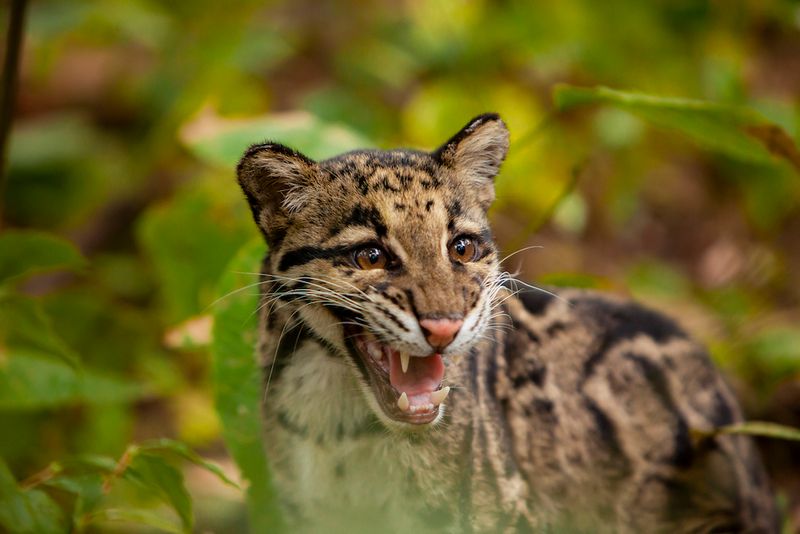 Clouded Leopard