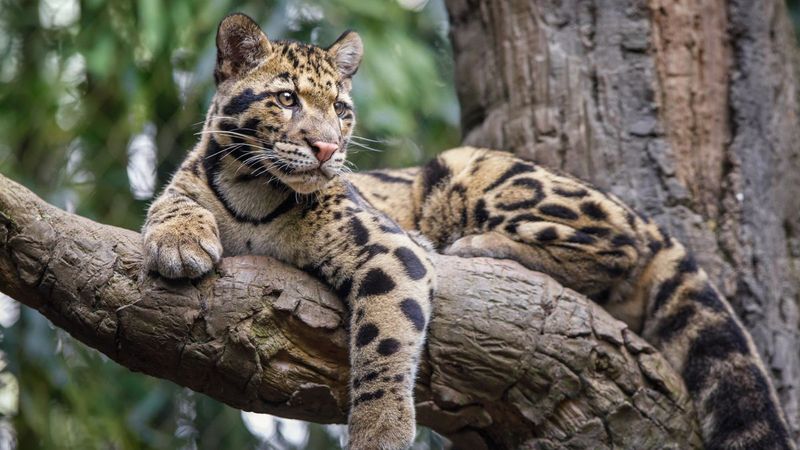 Clouded Leopard: Canopy Commander