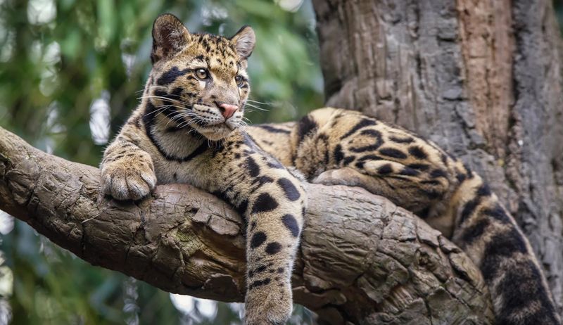 Clouded Leopards (Neofelis nebulosa) – Asia