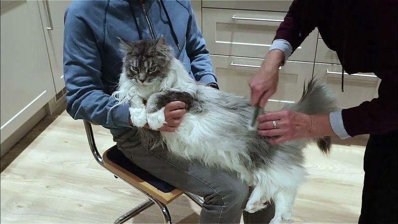 Coat and Grooming Needs