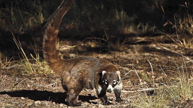 Coatimundis