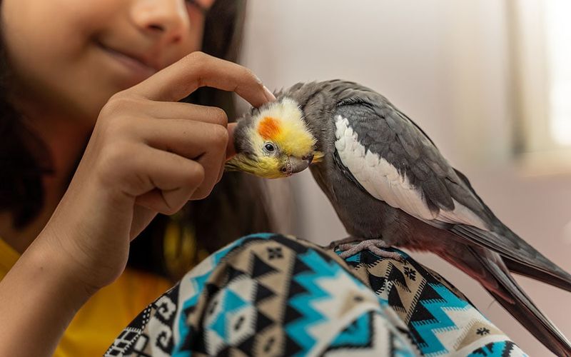 Cockatiel