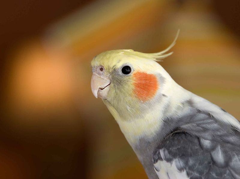 Cockatiels