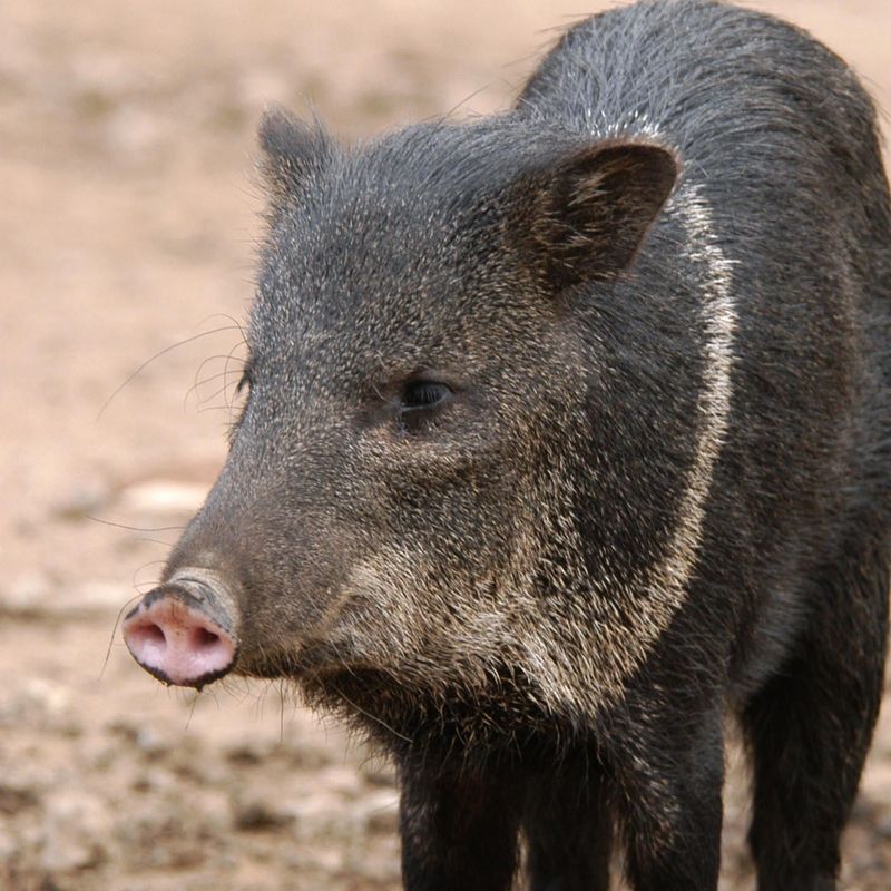 Collared Peccaries