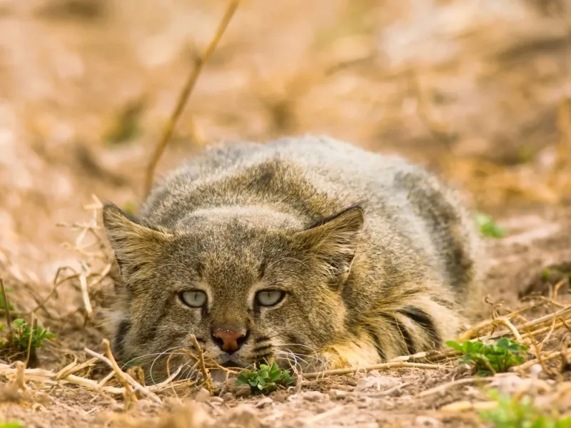 Colocolo (Leopardus colocolo)