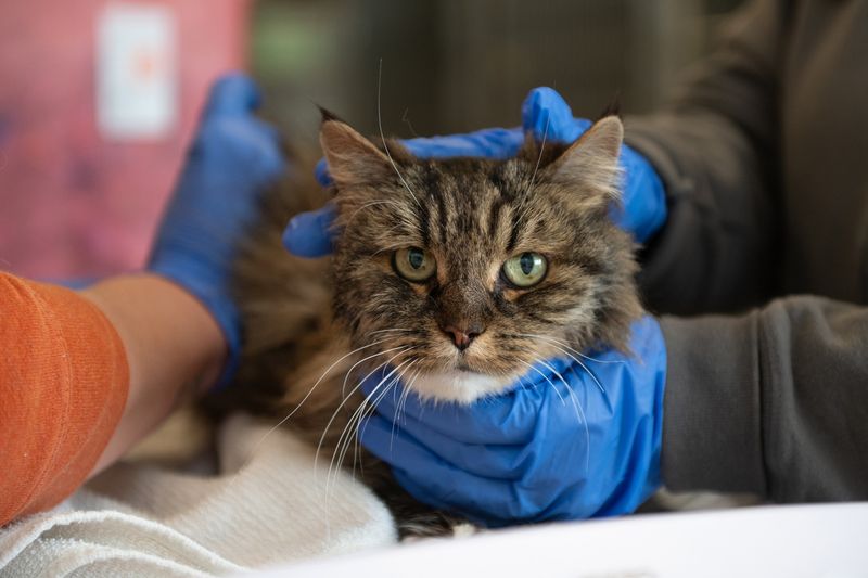 Colorado – Shelter-adopted Cats